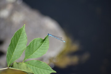 blaue Federlibelle