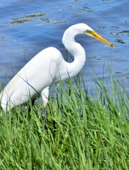Great Egret