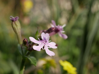 Obraz premium Small fragrant purple cowbell flowers on a background of green grass on a sunny spring day. Flowering of a rare semi-shrub in its natural environment.