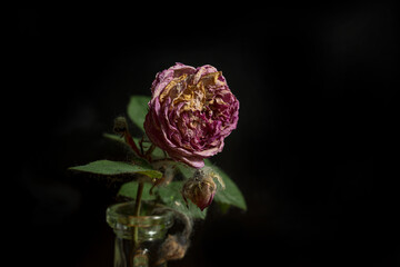 One withered rose on a black background