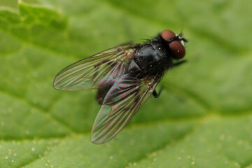 Phasia barbifrons