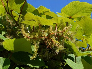 green leaves and growing flowers of  Aristolochia macrophylla