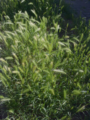growing wild plants Hordeum murinum on meadow