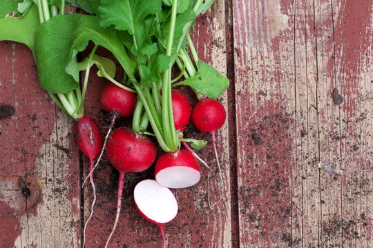 Radieschen, Kreuzbl&uuml;tler, Garten-Rettich, Vitamin C , Kalium, Sch&auml;rfe
Scharf, Garten, Hochbeet, Gem&uuml;se, Bio, Rot, Erde, Sorten, Saxa2, Rudi,
Riesenbutter, Rot gr&uuml;n, Salat, Radieschensalat,
