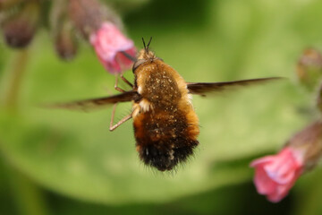 Bombyle (Bombylius major)