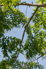 Dawn redwood foliage against the sky