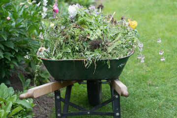 wheelbarrow full of garden matter