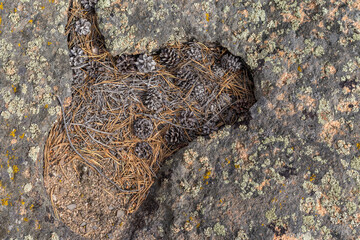 dry cones lie on a rock