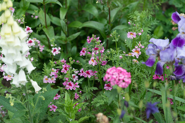 flowers in the garden