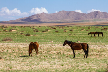 Wild Horses in Namib