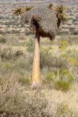 Quiver tree in the Northern Cape