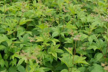 close up of plants (yet to flower) in a garden
