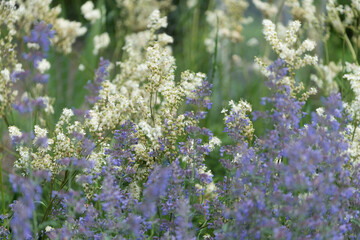 tiny white and purple flowers background