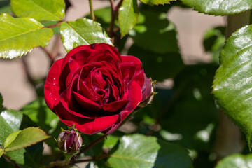Gorgeous dark red rose, fresh petals with drops after rain