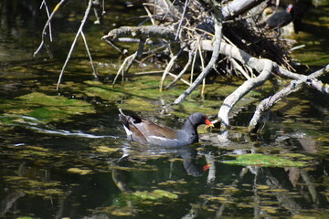 Teichralle schwimmt im Wasser