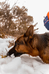 Smelling the snow, close up