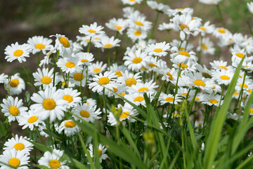 white daisies in a field