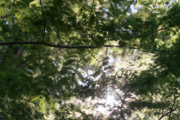 Dawn redwood foliage against the sky