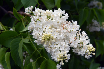 Blooming lilac trees in the Lilacs garden in Moscow