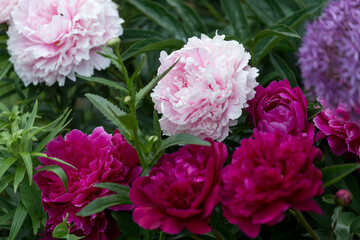 light pink and magenta flowers in garden