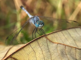 Dragonfly