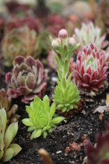 Sempervivum Cmirall's Yellow Rojnik succulent cactus flower