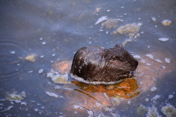 Nutriababy ateht auf einem Stein