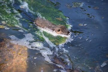 schwimmendes Nutriababy