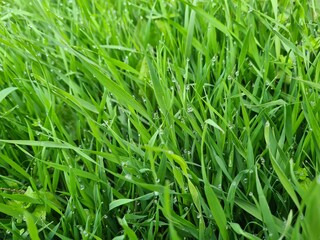 green grass with drops background