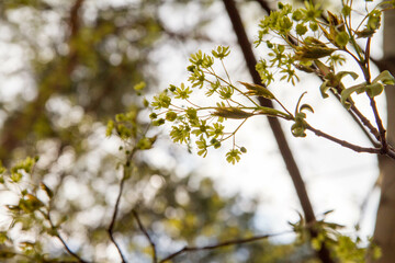 Maple tree blooming flowers in close up