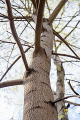 Trees seen upwards in early spring, against blue sky