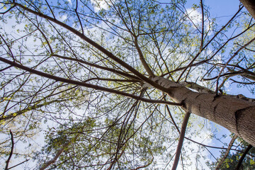 Trees seen upwards in early spring, against blue sky