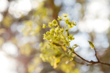 Maple tree blooming flowers in close up