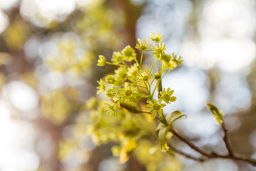 Maple tree blooming flowers in close up