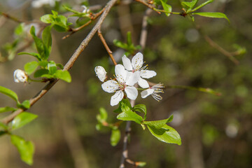 The Prunus domestica (European plum) blooming in spring