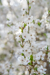 The Prunus domestica (European plum) blooming in spring