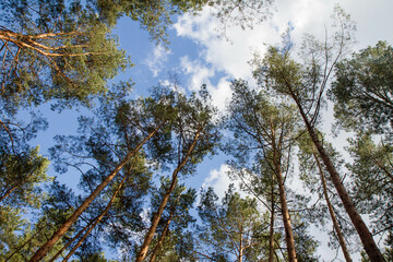 Obraz premium Pine forest - trees seen upwards against the sky