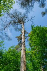 Fototapeta premium trees in the forest