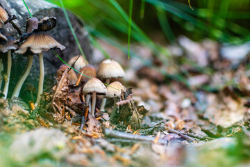 mushrooms in the forest