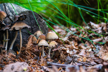 mushroom in the forest