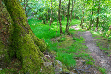 path in the forest