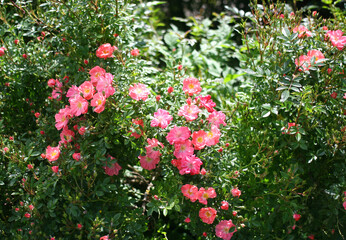 blooming rosehip bushes in the park