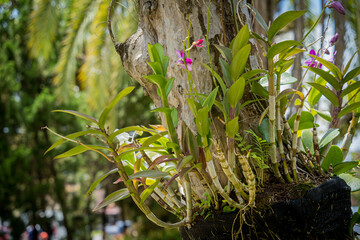 Natural background of the tree with green leaves
