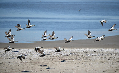 Eiderenten fliegen am Watt 