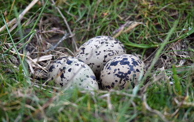 Obraz premium Gelege eines Austernfischers