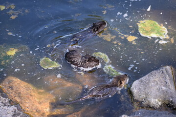 schwimmende Nutriababies