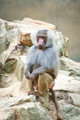 Baboon on rock. Relaxed monkeys that live in the family association. Big monkeys
