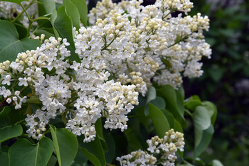 Blooming lilac trees in the Lilacs garden in Moscow