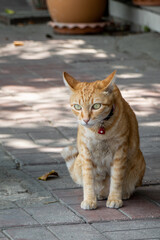 The cute cat is looking something in the house walk way.