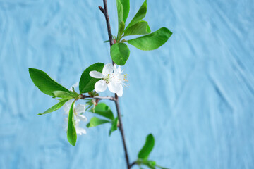 Spring or summer card with cherry tree branch isolated on blue background. Soft selective focus, copy space.